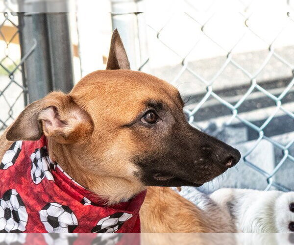 Medium Photo #2 German Shepherd Dog-Unknown Mix Puppy For Sale in San Andreas, CA, USA