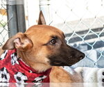 Small #1 German Shepherd Dog Mix