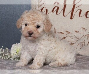 Poodle (Miniature) Puppy for sale in FREDERICKSBURG, OH, USA
