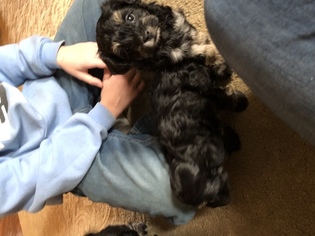 Havanese-Poodle (Toy) Mix Puppy for sale in GIBSON CITY, IL, USA