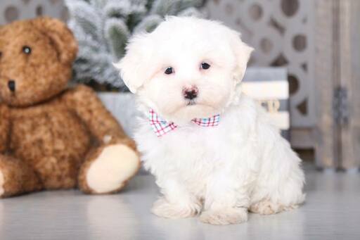 Medium Photo #2 Maltese Puppy For Sale in MOUNT VERNON, OH, USA