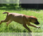 Small #3 Shepradors