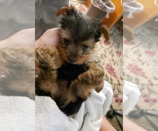 Medium Photo #13 Yorkshire Terrier Puppy For Sale in ARLINGTON, TX, USA
