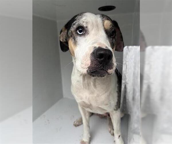 Medium Photo #1 Mutt Puppy For Sale in Houston, TX, USA