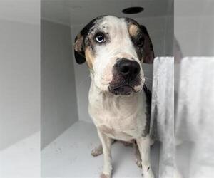 Mutt Dogs for adoption in Houston, TX, USA