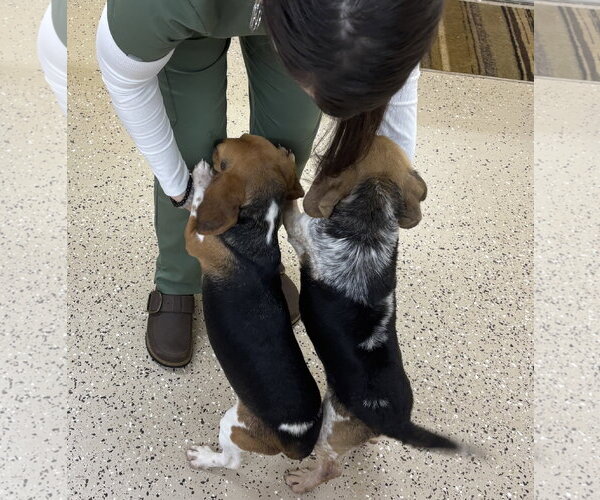 Medium Photo #5 Beagle-Unknown Mix Puppy For Sale in York, SC, USA