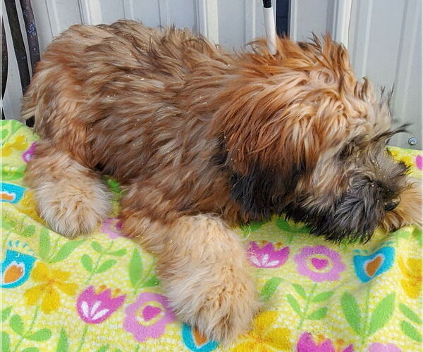 Medium Photo #4 Mutt Puppy For Sale in Mountain View, MO, USA