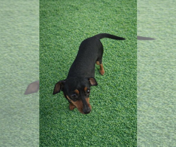 Medium Photo #2 Dachshund-Unknown Mix Puppy For Sale in Grafton, WI, USA