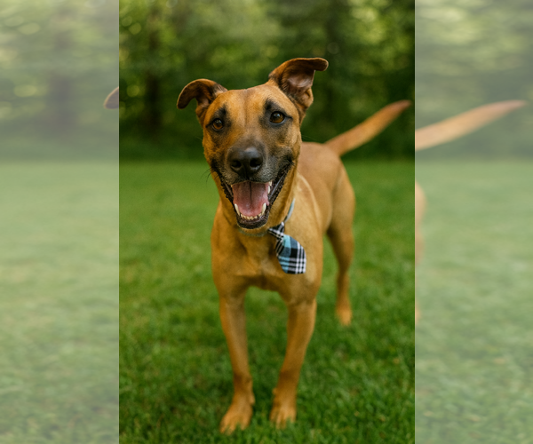 Medium Photo #2 Black Mouth Cur-Rhodesian Ridgeback Mix Puppy For Sale in Phoenix, AZ, USA