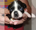 Puppy 3 Boston Terrier