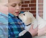 Small Photo #4 Golden Retriever Puppy For Sale in PARTRIDGE, KS, USA