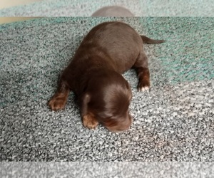 Dachshund Puppy for sale in CHANUTE, KS, USA