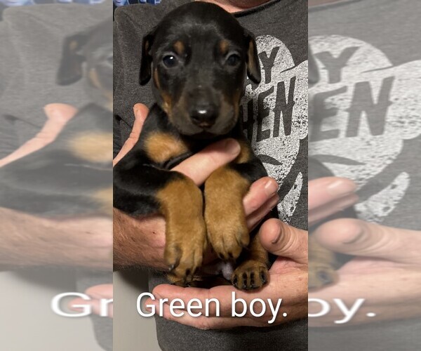 Medium Photo #5 Doberman Pinscher Puppy For Sale in ADA, OK, USA