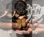 Small #4 Doberman Pinscher