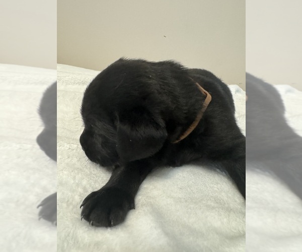 Medium Photo #5 Labrador Retriever Puppy For Sale in VINE GROVE, KY, USA