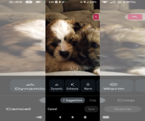 Havashu Puppy for Sale in POLO, Missouri USA