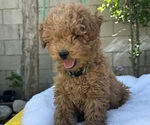 Small Goldendoodle (Miniature)