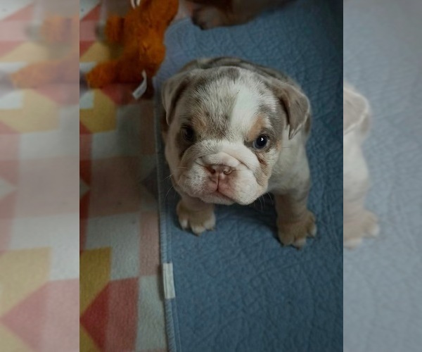 Medium Photo #6 English Bulldog Puppy For Sale in OZARK, AL, USA