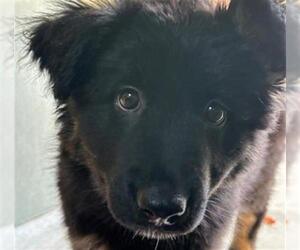 German Shepherd Dog Dogs for adoption in Redwood City, CA, USA