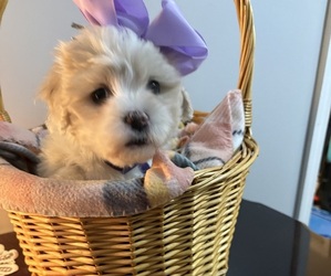 Zuchon Puppy for sale in RICHLANDS, NC, USA