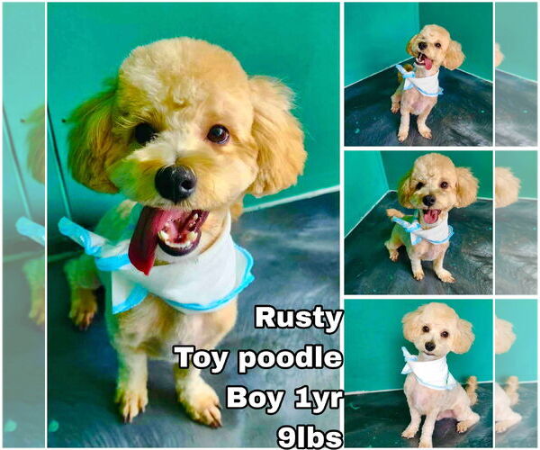 Medium Photo #1 Poodle (Toy) Puppy For Sale in Seattle, WA, USA