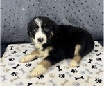 Puppy Girl 4 Australian Shepherd
