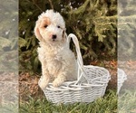 Small #1 Goldendoodle (Miniature)