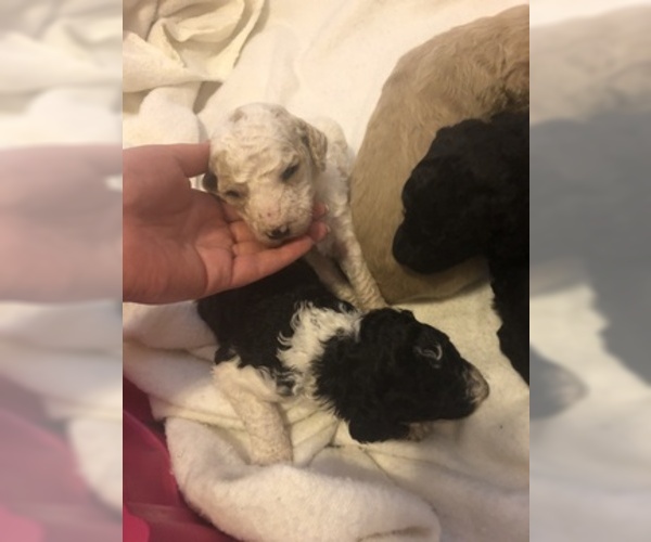 Medium Photo #2 Poodle (Standard) Puppy For Sale in PARKLAND, WA, USA