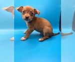 Small Photo #16 Chiweenie Puppy For Sale in SAINT AUGUSTINE, FL, USA