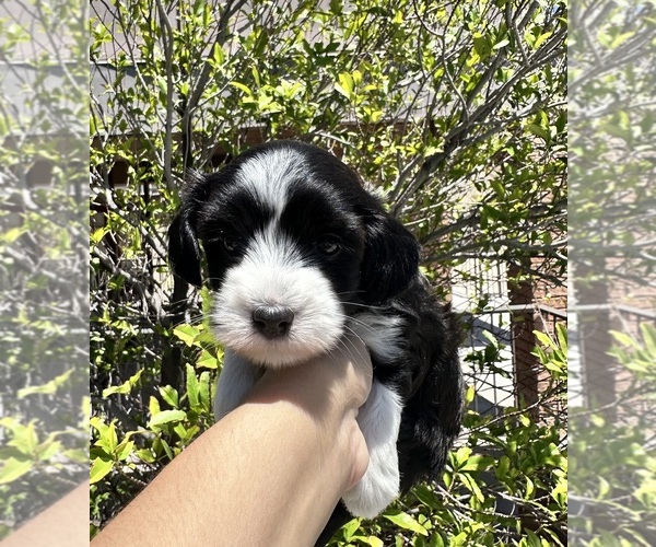 Medium Photo #2 Maltipoo Puppy For Sale in EL PASO, TX, USA