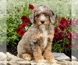 Goldendoodle (Miniature) Puppy for sale in LITITZ, PA, USA