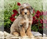 Small Goldendoodle (Miniature)