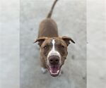 Small American Staffordshire Terrier-Labrador Retriever Mix