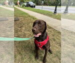 Small #4 Labrador Retriever