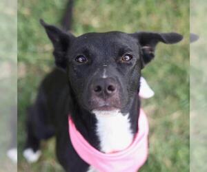 American Staffordshire Terrier-Unknown Mix Dogs for adoption in San Antonio, TX, USA