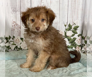 Pom-A-Poo Puppy for sale in PENNS CREEK, PA, USA