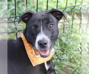 Labrador Retriever-Unknown Mix Dogs for adoption in San Antonio, TX, USA