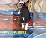 Litter of 7 - Male(s) and Female(s) Bagle HoundLitter of Puppies for Sale - Photo #3
