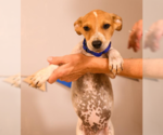 Small #3 Mutt