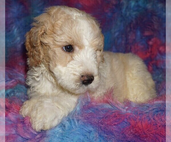 Medium Photo #5 Miniature Labradoodle Puppy For Sale in LA HABRA, CA, USA