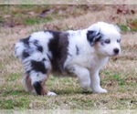 Small Photo #12 Miniature Australian Shepherd Puppy For Sale in SMITHVILLE, AR, USA