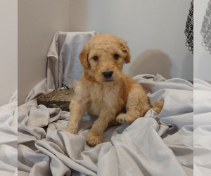Goldendoodle Puppy for sale in PEYTON, CO, USA