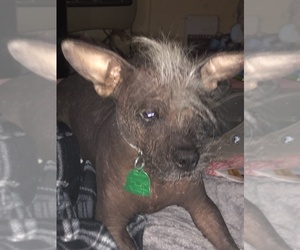 Chinese Crested Puppy for sale in IOWA PARK, TX, USA