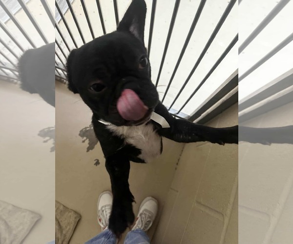 Medium Photo #2 Buggs Puppy For Sale in Princeton, MN, USA