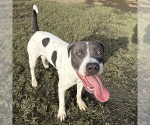 Mutt Dogs for adoption in Riverside, CA, USA