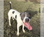 ROCKY - Male Mutt Dog for Adoption - Small photo