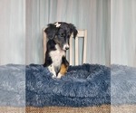 Small Photo #3 Aussiedoodle Puppy For Sale in GOSHEN, IN, USA