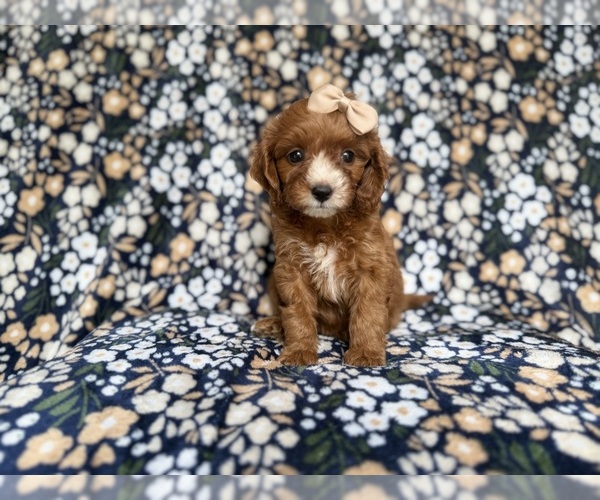 Medium Photo #4 Cockapoo (Miniature) Puppy For Sale in LAKELAND, FL, USA