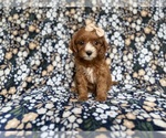 Small #3 Cockapoo (Miniature)