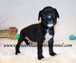 Boxer Puppy for sale in CABOOL, MO, USA